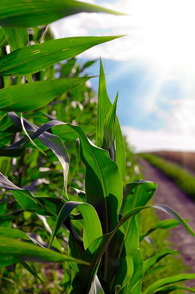 Champs de maïs pour le jambon de Bayonne