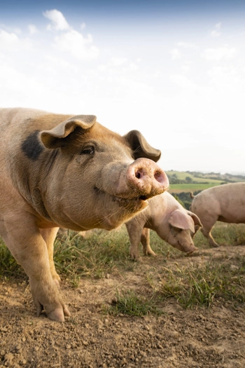 Tête de cochon dans une prairie